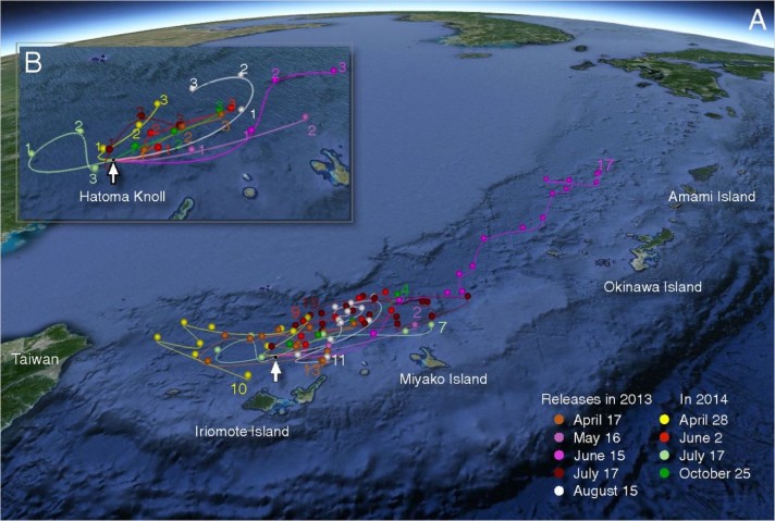 海洋個体群の幼生分散とコネクティビティ | 沖縄科学技術大学院大学